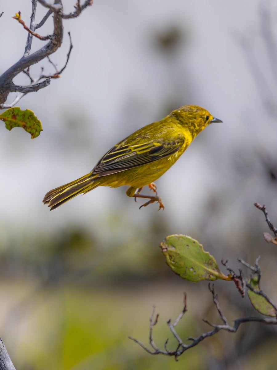 Yellow Warbler - Rondel Smith