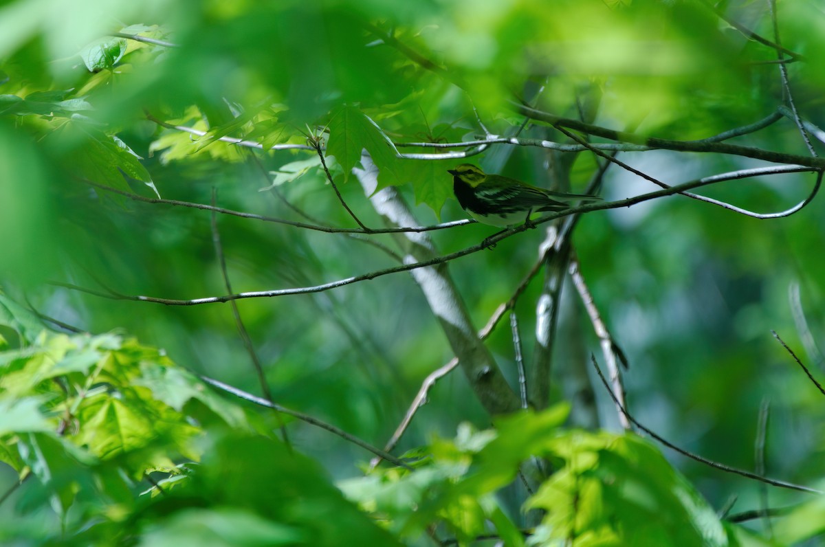 Black-throated Green Warbler - ML618858572