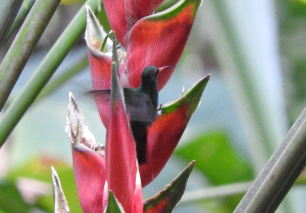 Rufous-tailed Hummingbird - ML618858581