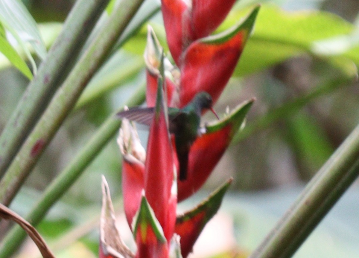 Rufous-tailed Hummingbird - ML618858582
