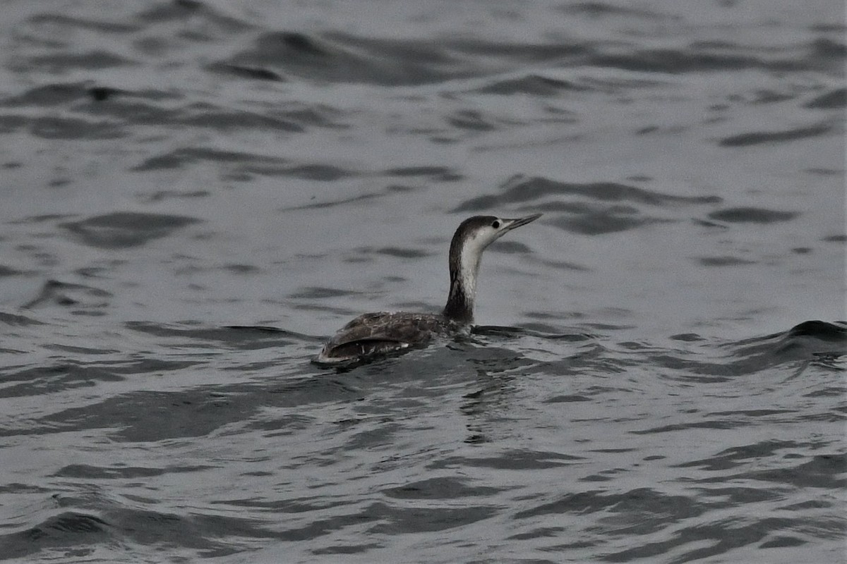 Red-throated Loon - ML618858594