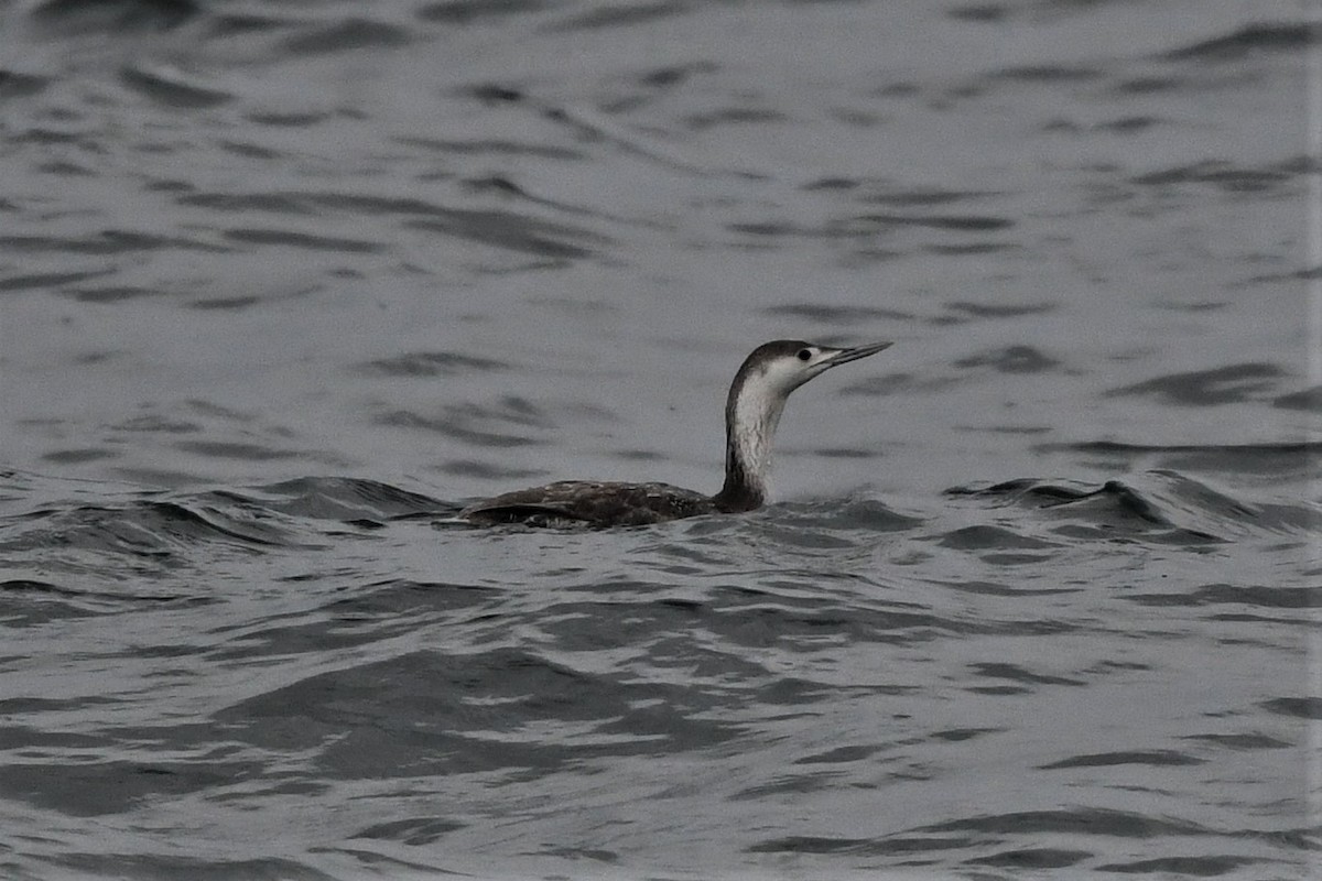 Red-throated Loon - Mark Miller