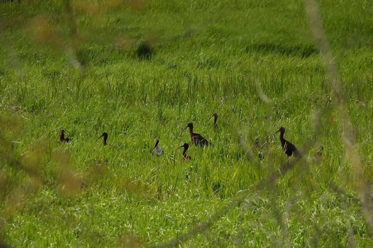 ibis hnědý - ML618858600