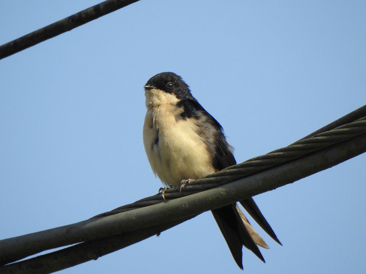 Blue-and-white Swallow - Alido junior