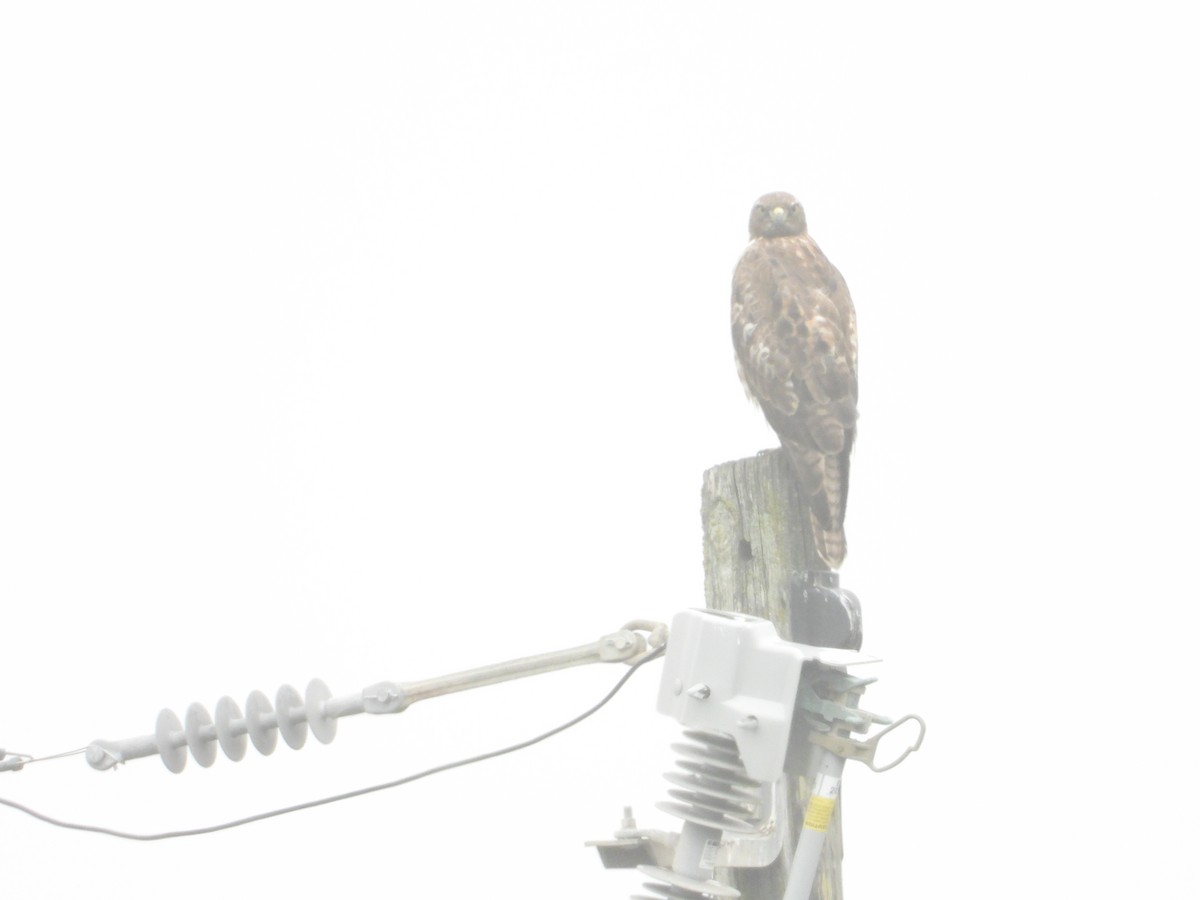 Red-tailed Hawk - ML618858612