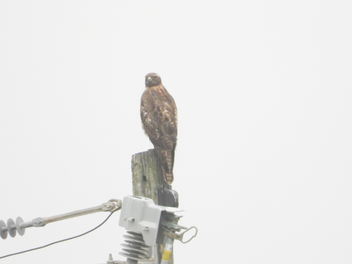 Red-tailed Hawk - ML618858613