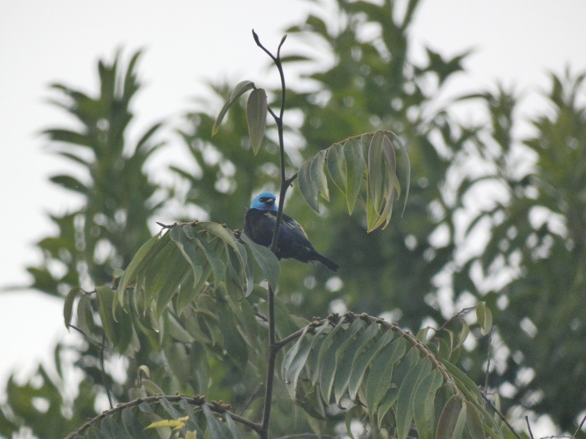 Blue-necked Tanager - Carlo Lindner