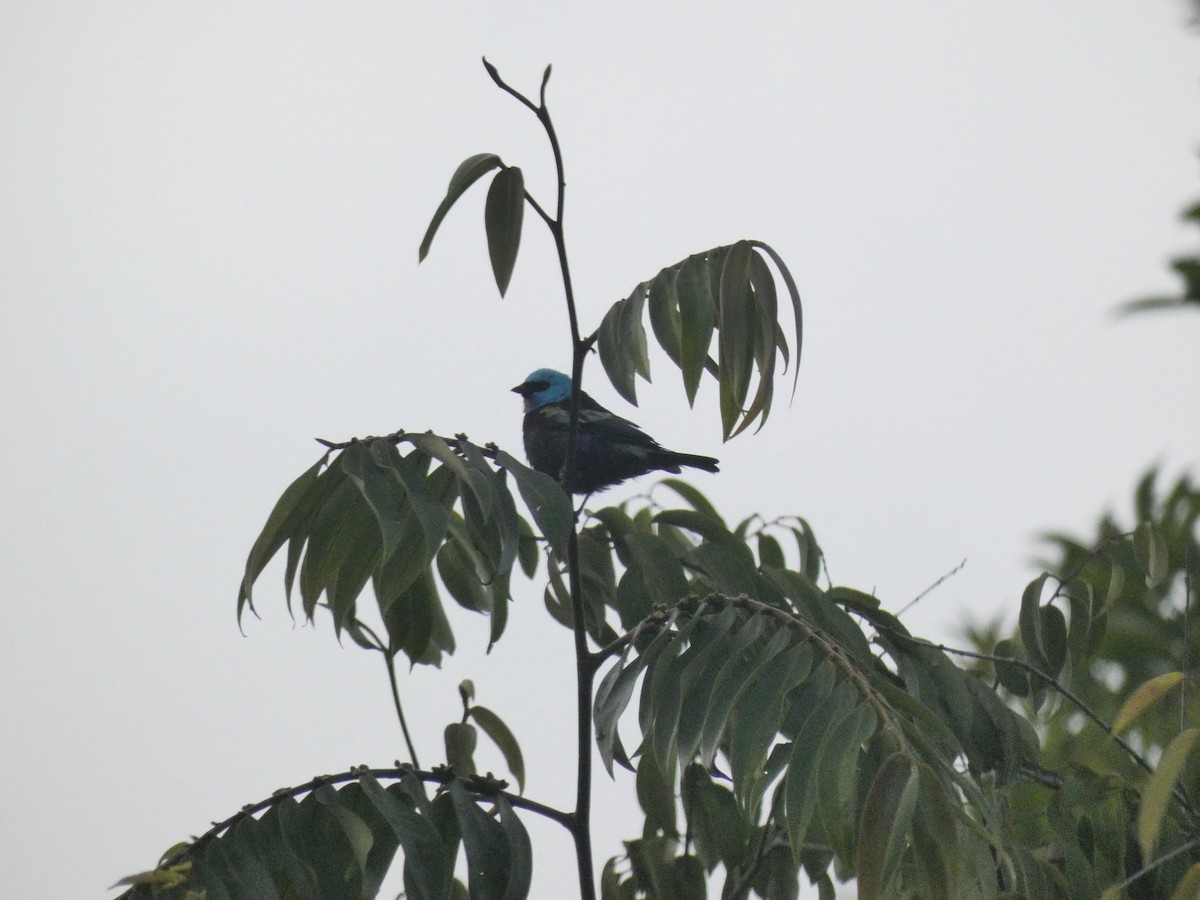 Blue-necked Tanager - ML618858632