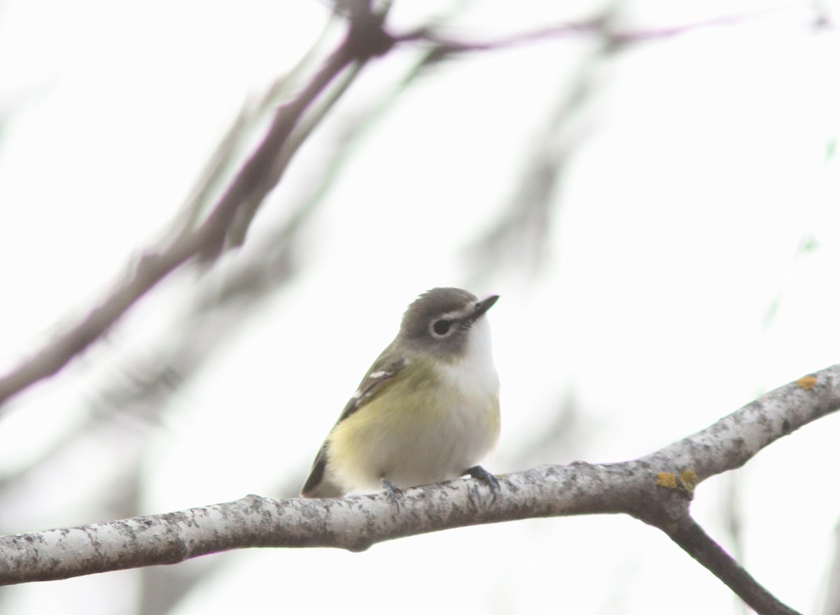 Blue-headed Vireo - Real Gauthier