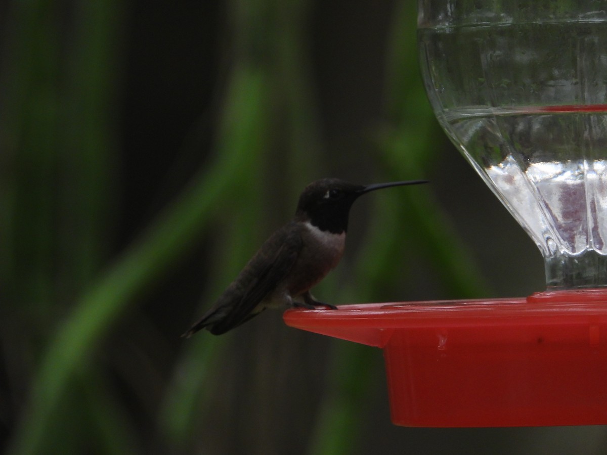 Ruby-throated Hummingbird - Terry  Little