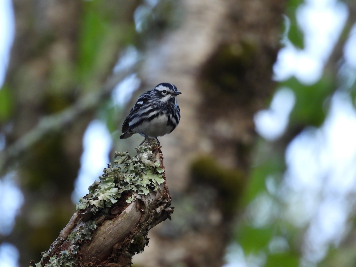 Black-and-white Warbler - ML618858684