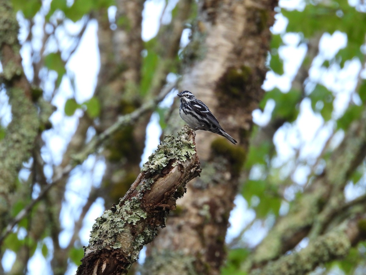 Black-and-white Warbler - ML618858685