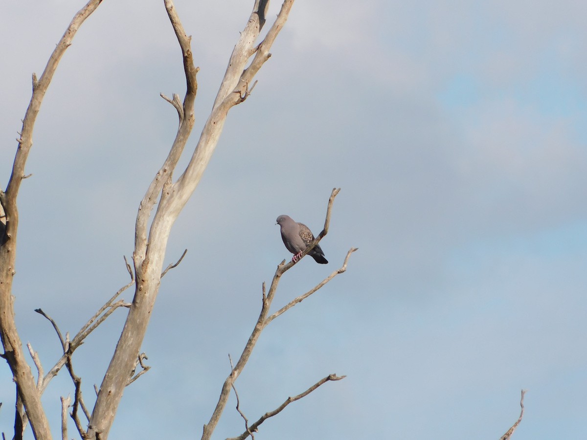 Spot-winged Pigeon - ML618858704