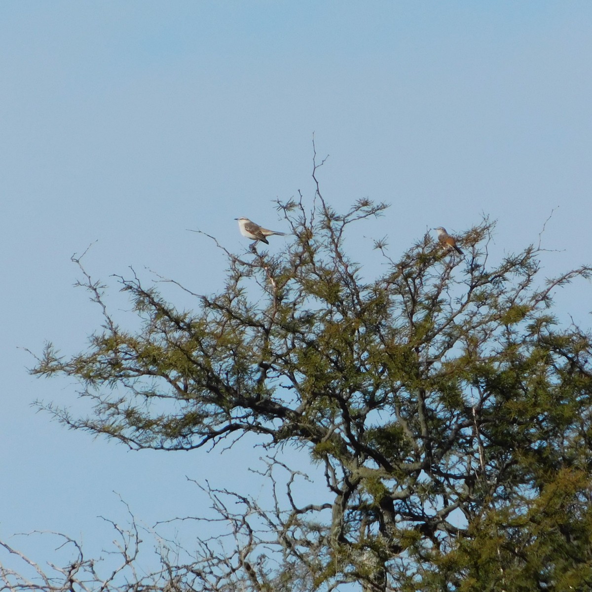 White-banded Mockingbird - ML618858717