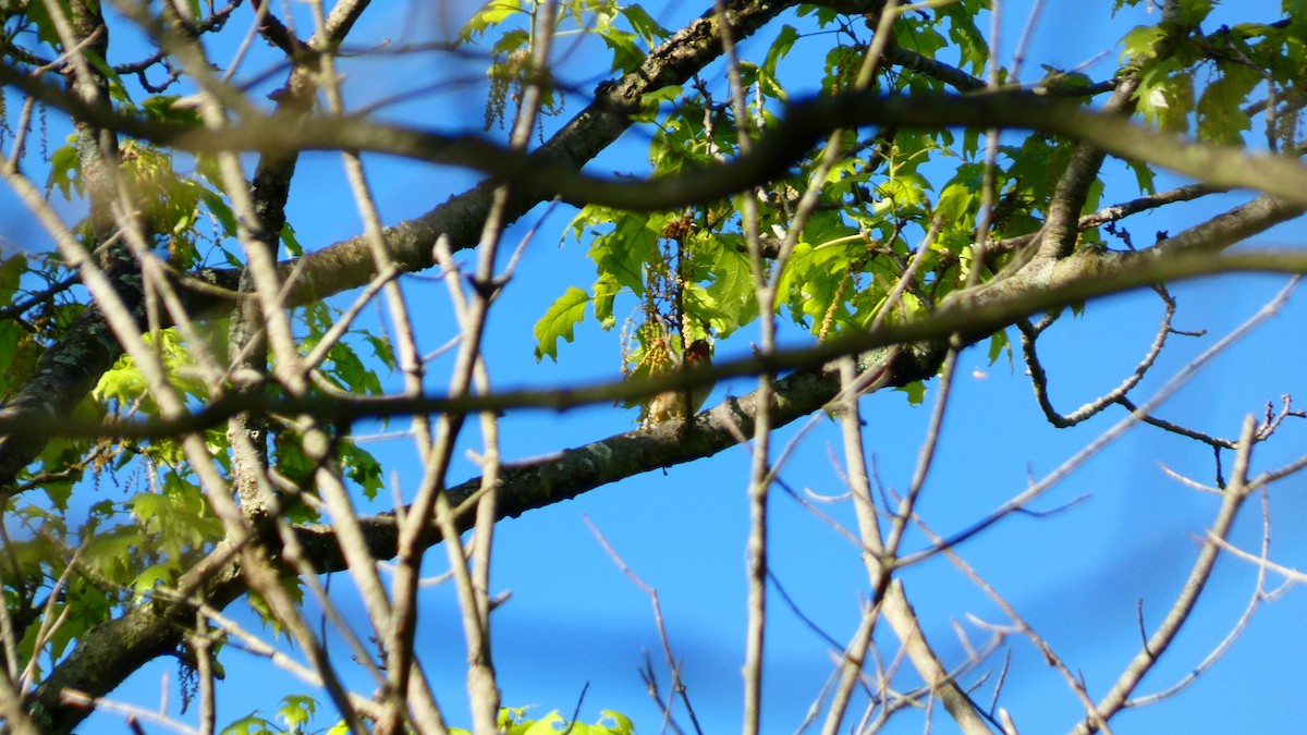Bay-breasted Warbler - Travis Schnell