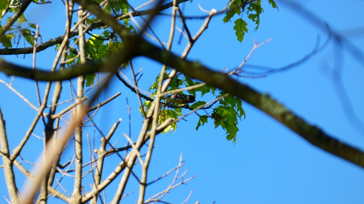 Bay-breasted Warbler - Travis Schnell
