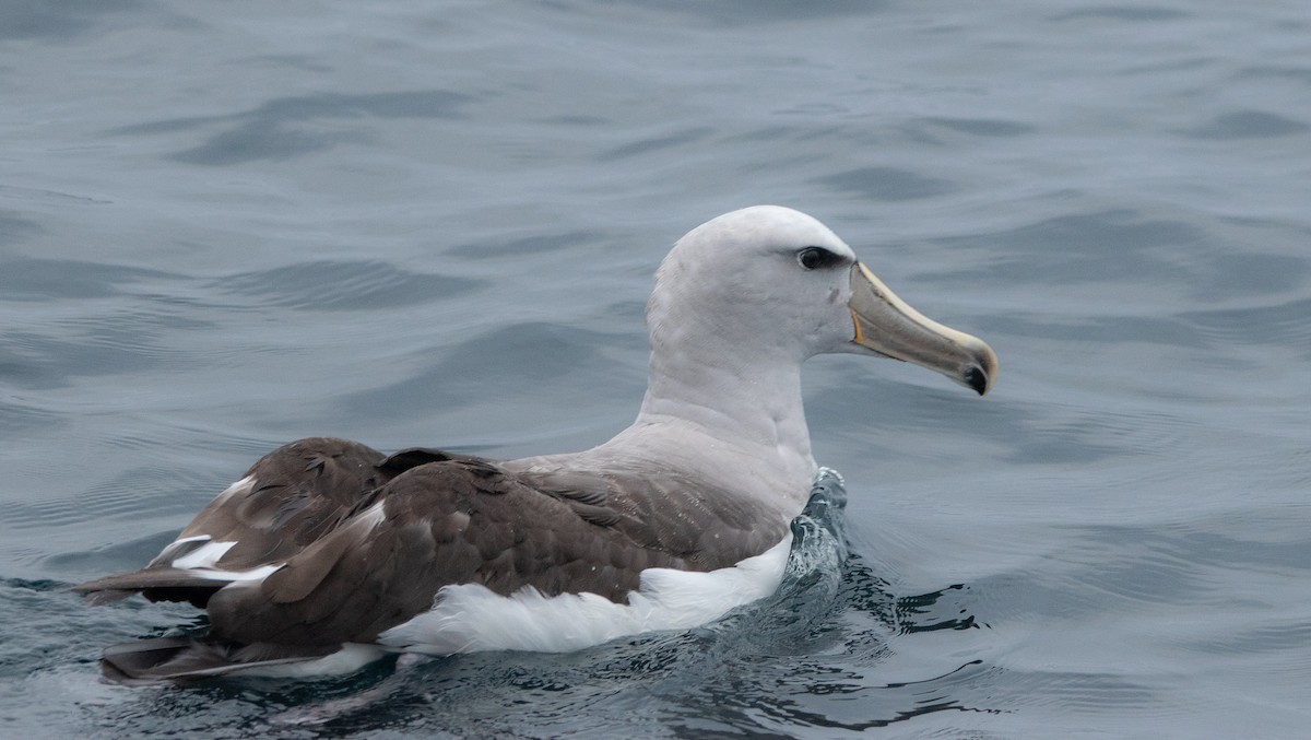 Albatros de Salvin - ML618858736