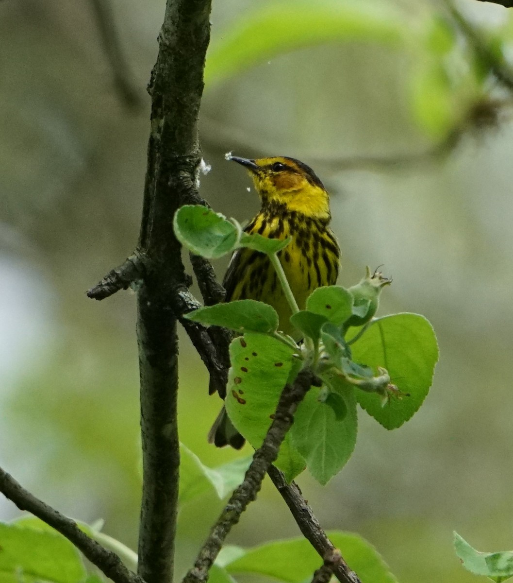 Cape May Warbler - ML618858753