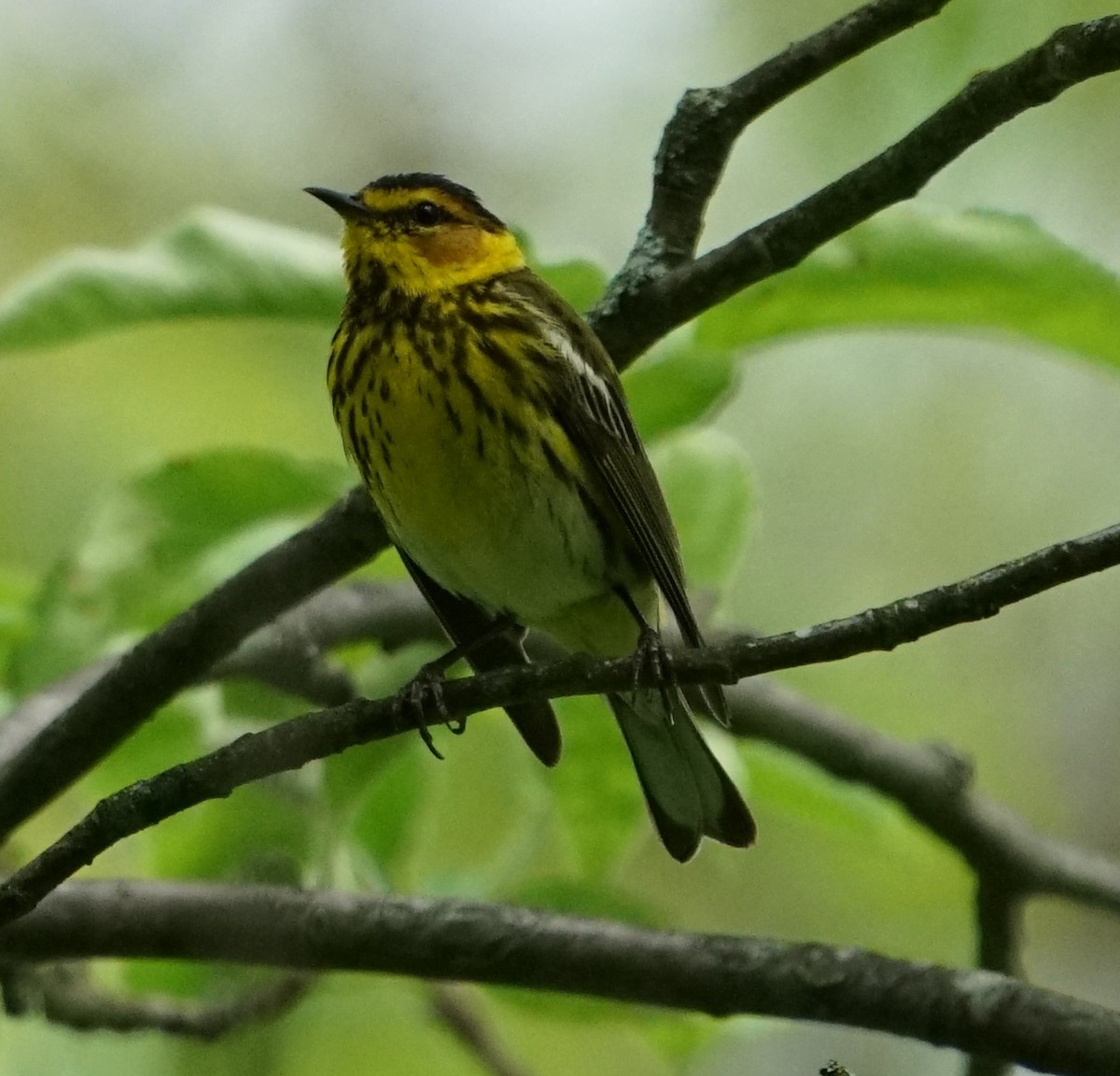 Cape May Warbler - ML618858755