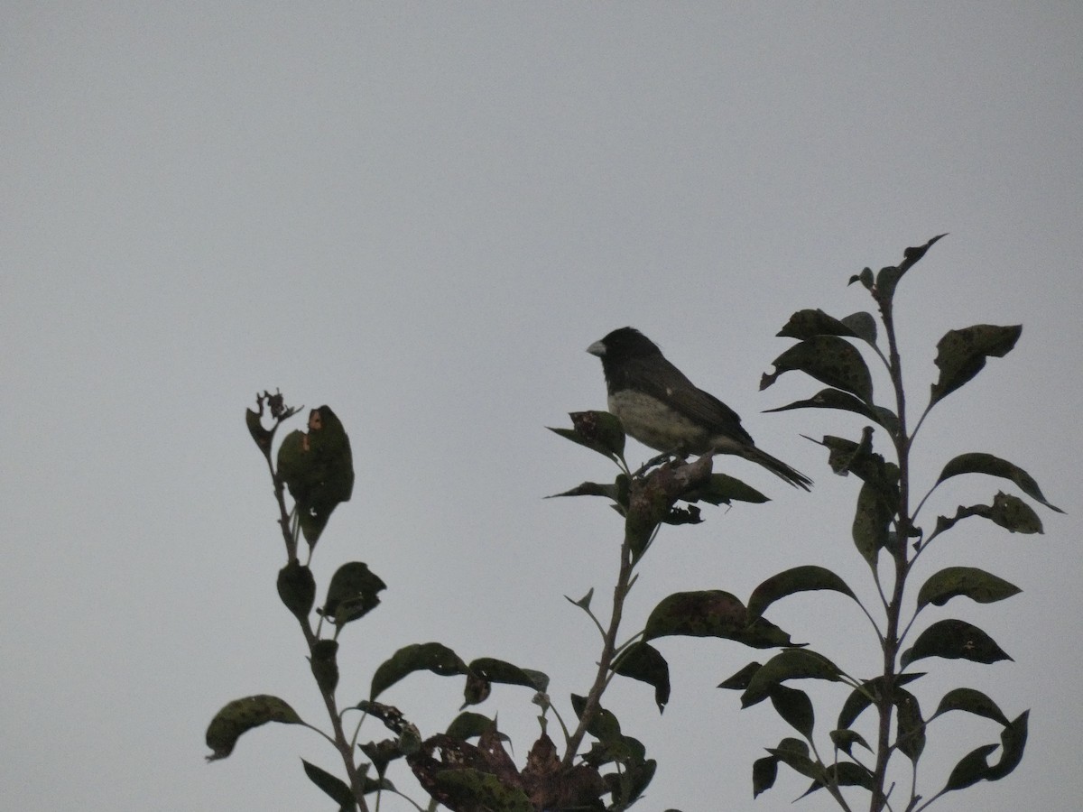 Yellow-bellied Seedeater - ML618858758