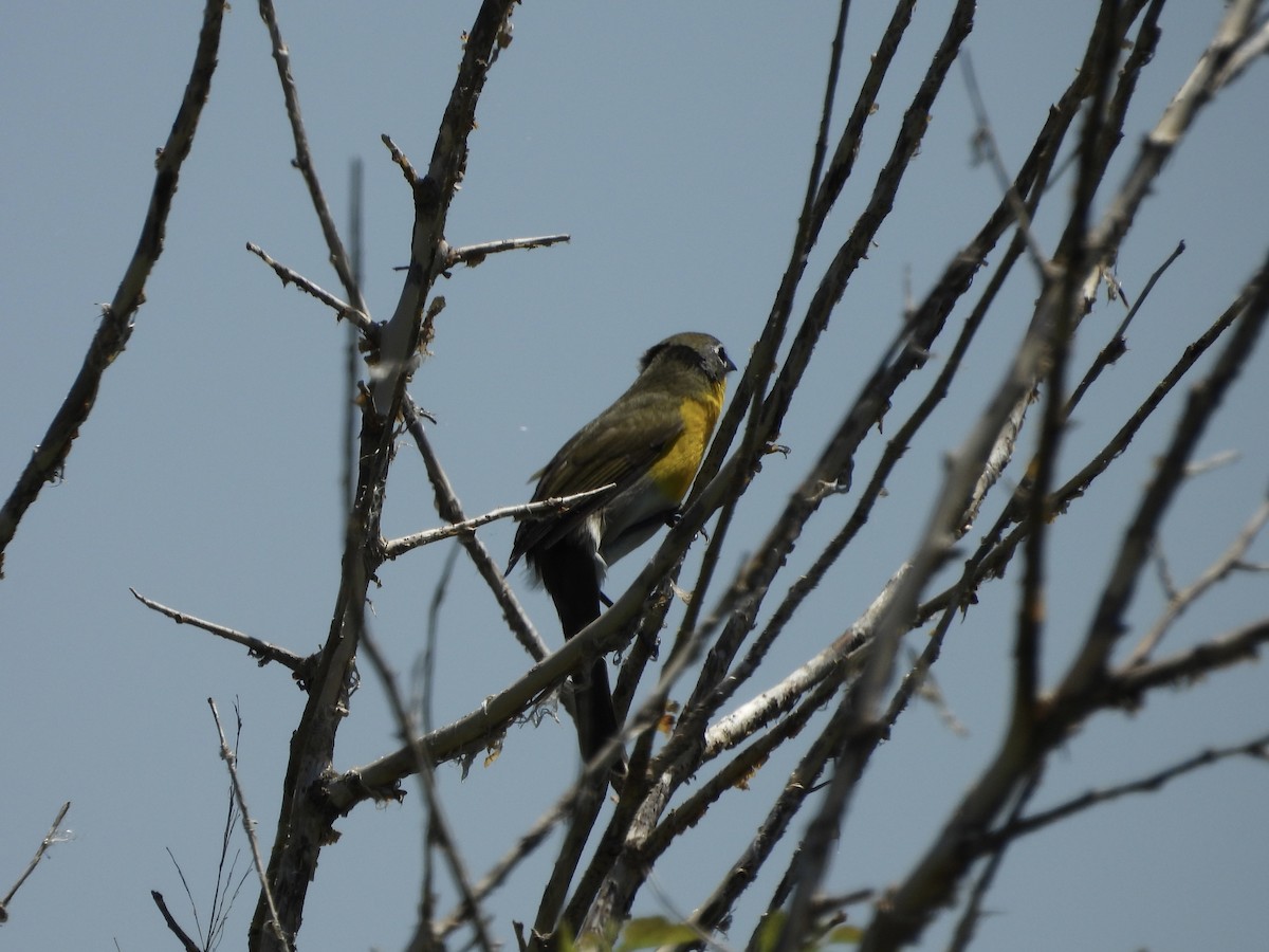 Yellow-breasted Chat - ML618858809