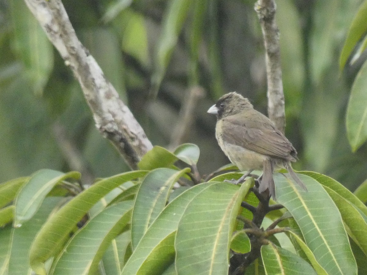 Yellow-bellied Seedeater - Carlo Lindner