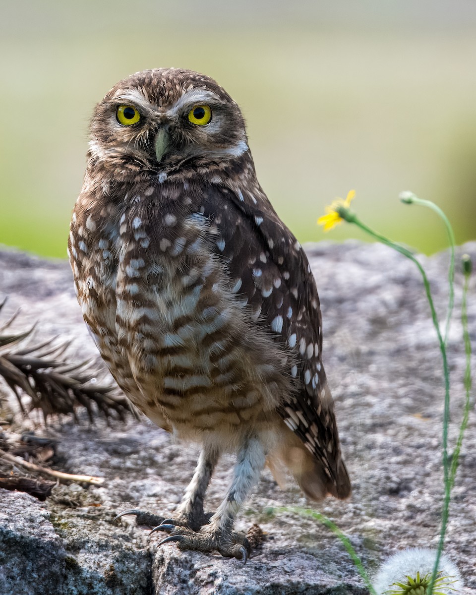 Burrowing Owl - Lupa Foto