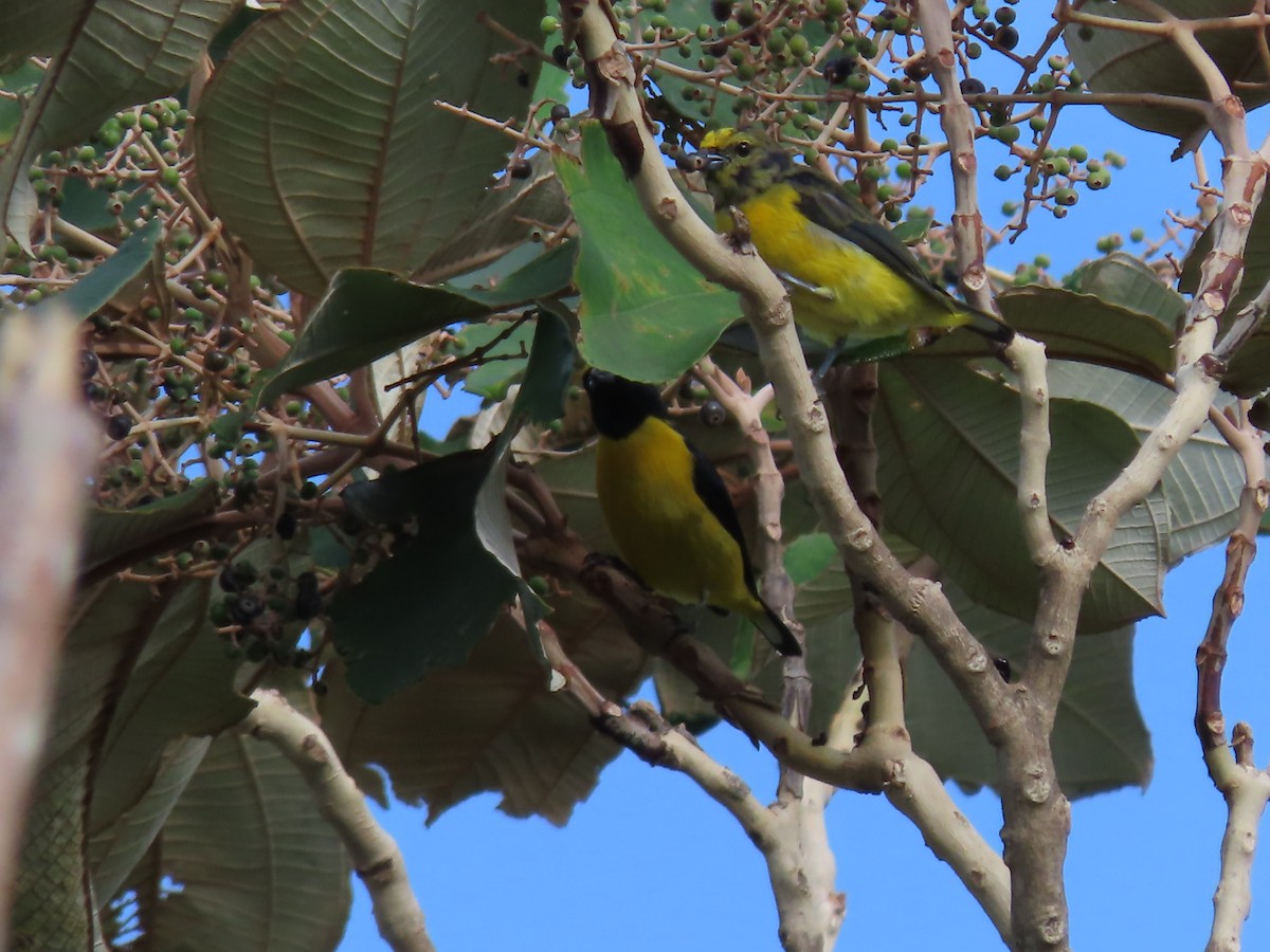 Yellow-throated Euphonia - Miguel A. Rodriguez