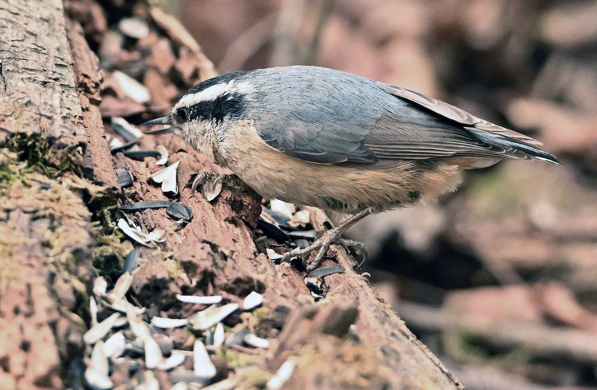 Red-breasted Nuthatch - ML618858847