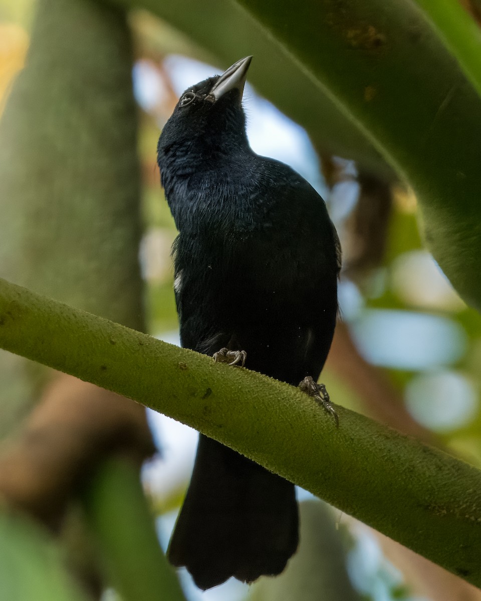 Ruby-crowned Tanager - Lupa Foto