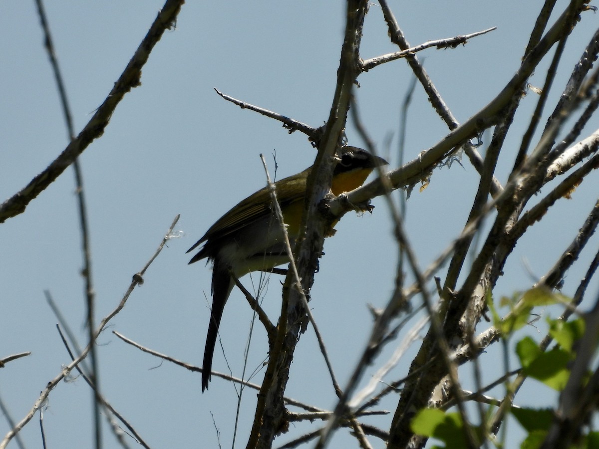 Yellow-breasted Chat - ML618858865