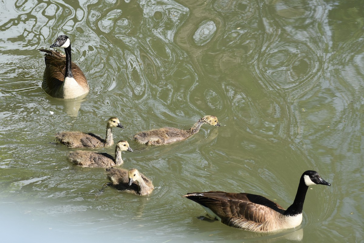 eBird Checklist 11 May 2024 Jordan River ParkwayFife Wetlands