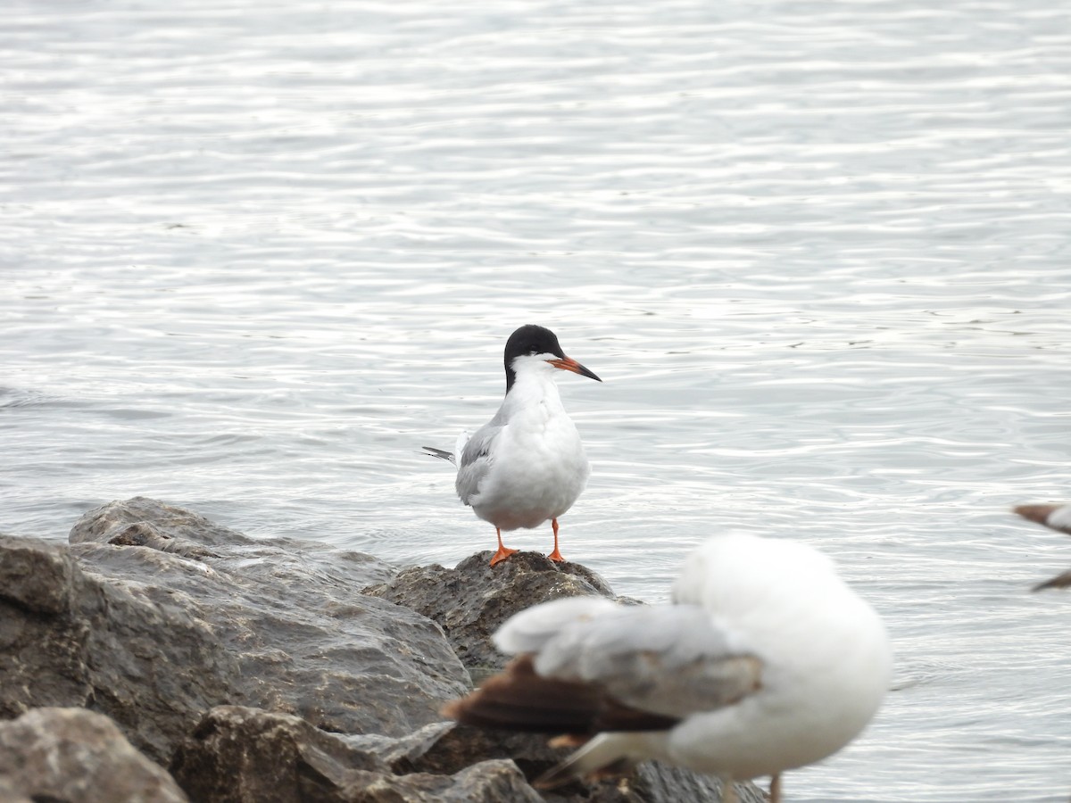 Forster's Tern - Natalie Rodgers
