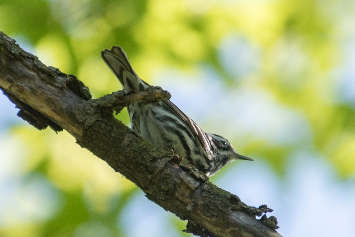 Black-and-white Warbler - ML618858884