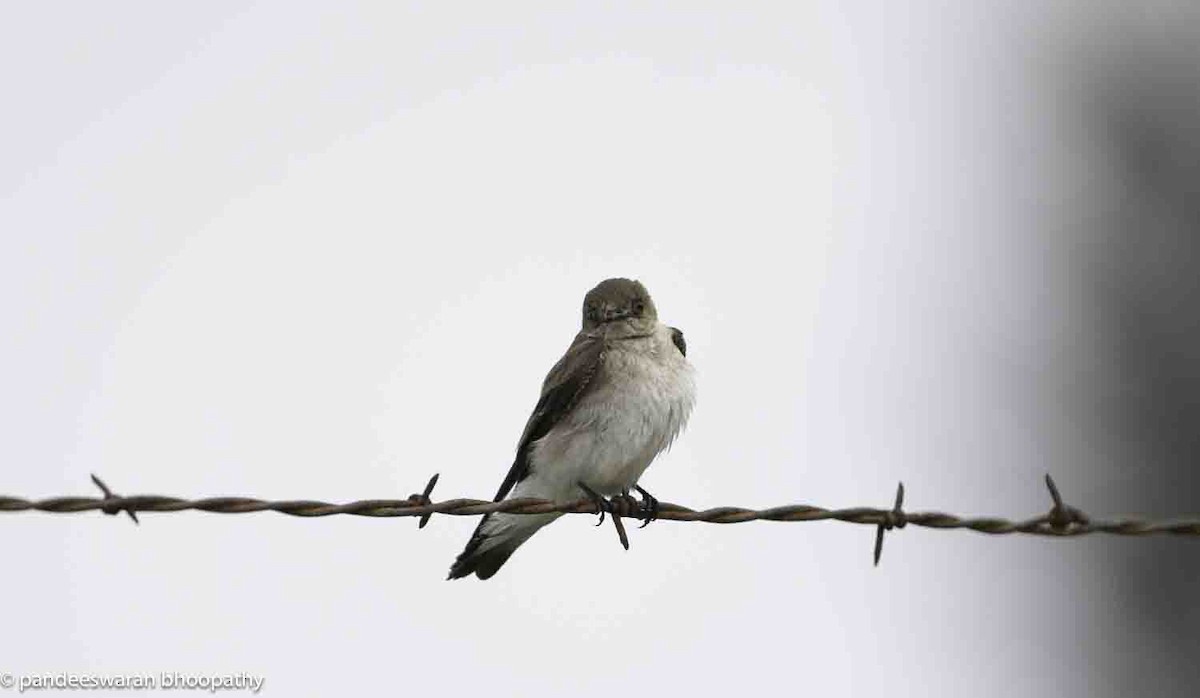 Northern Rough-winged Swallow - Pandeeswaran  Bhoopathy