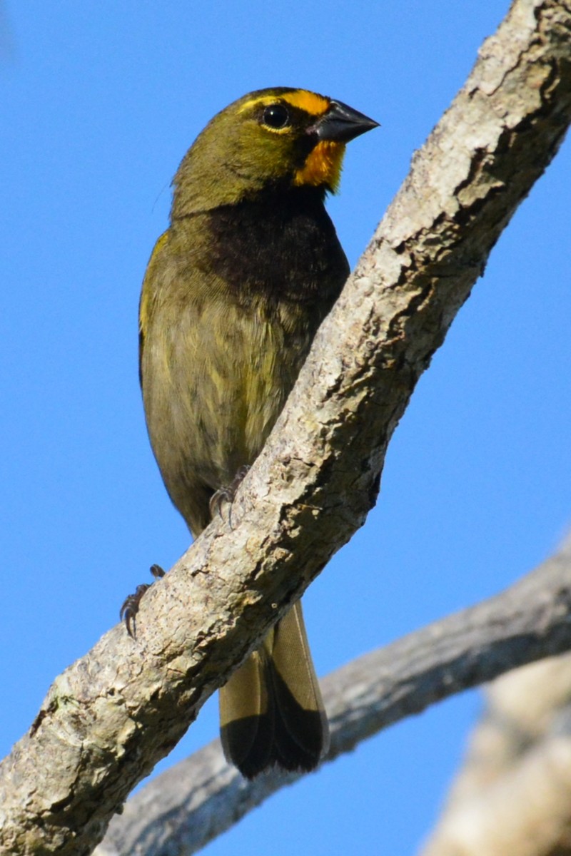 Yellow-faced Grassquit - Wency Rosales