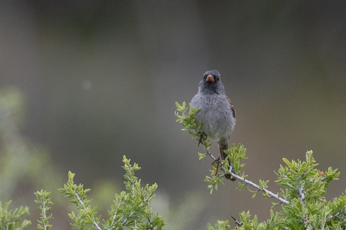 Black-chinned Sparrow - Ross Bartholomew