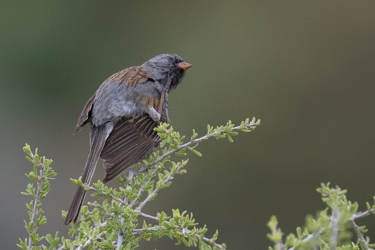 Black-chinned Sparrow - ML618858968