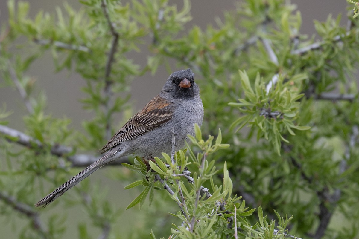 Black-chinned Sparrow - Ross Bartholomew