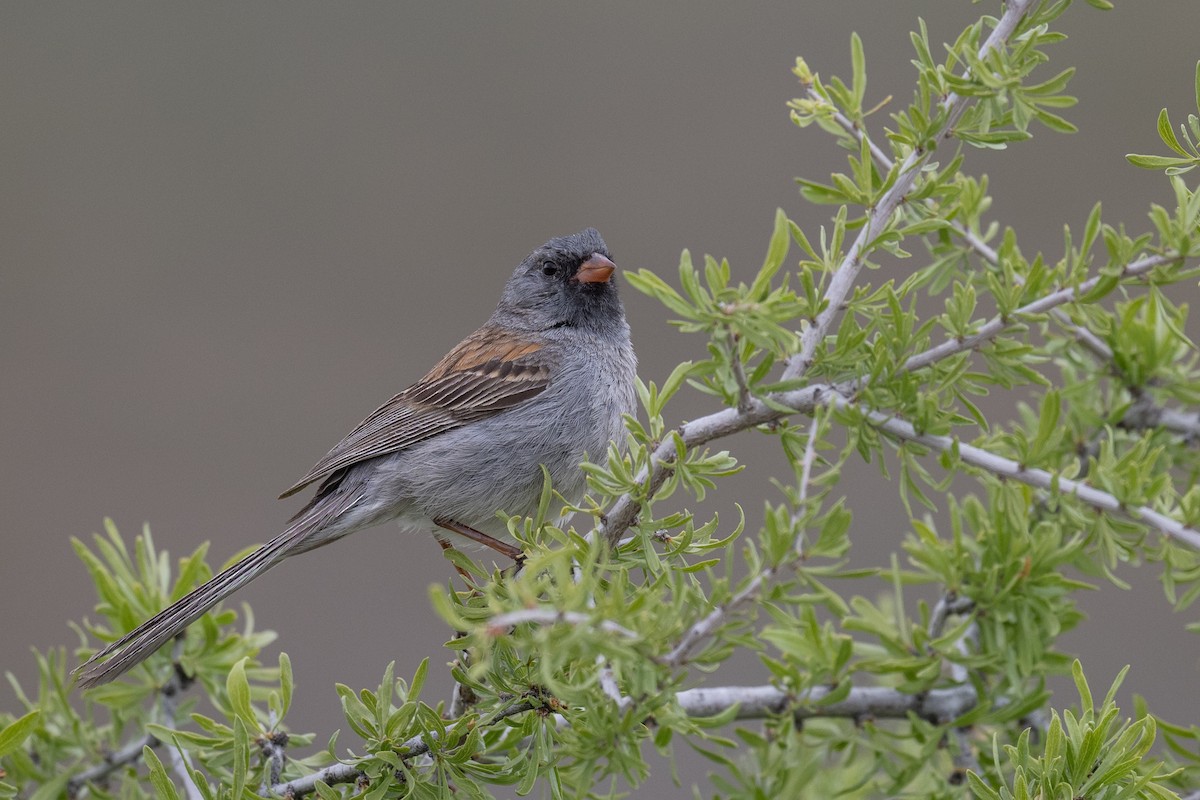 Black-chinned Sparrow - ML618858970