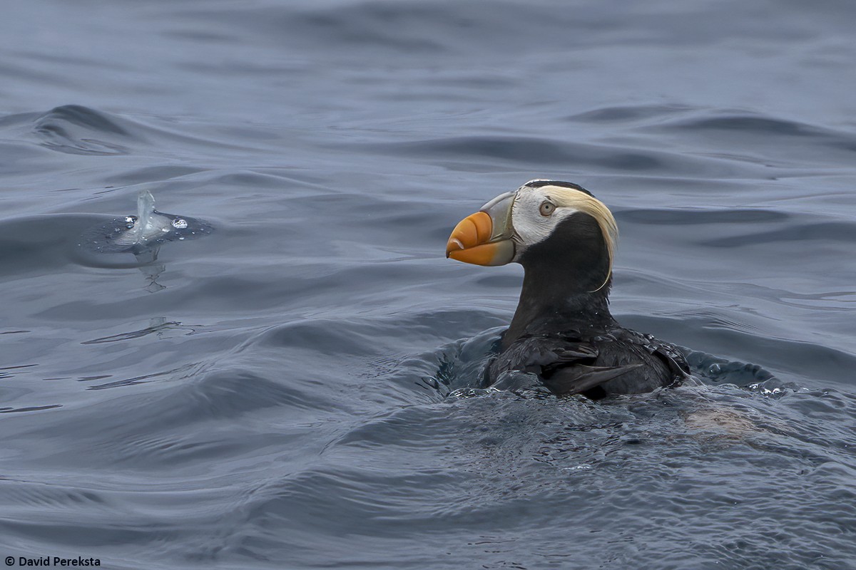 Tufted Puffin - ML618858977