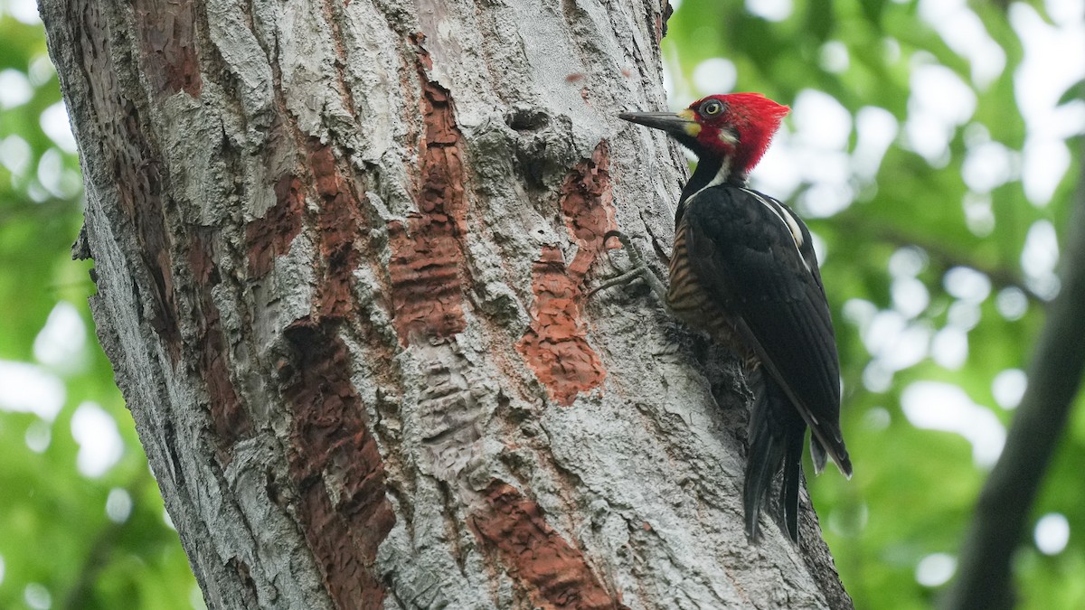 Crimson-crested Woodpecker - ML618858989