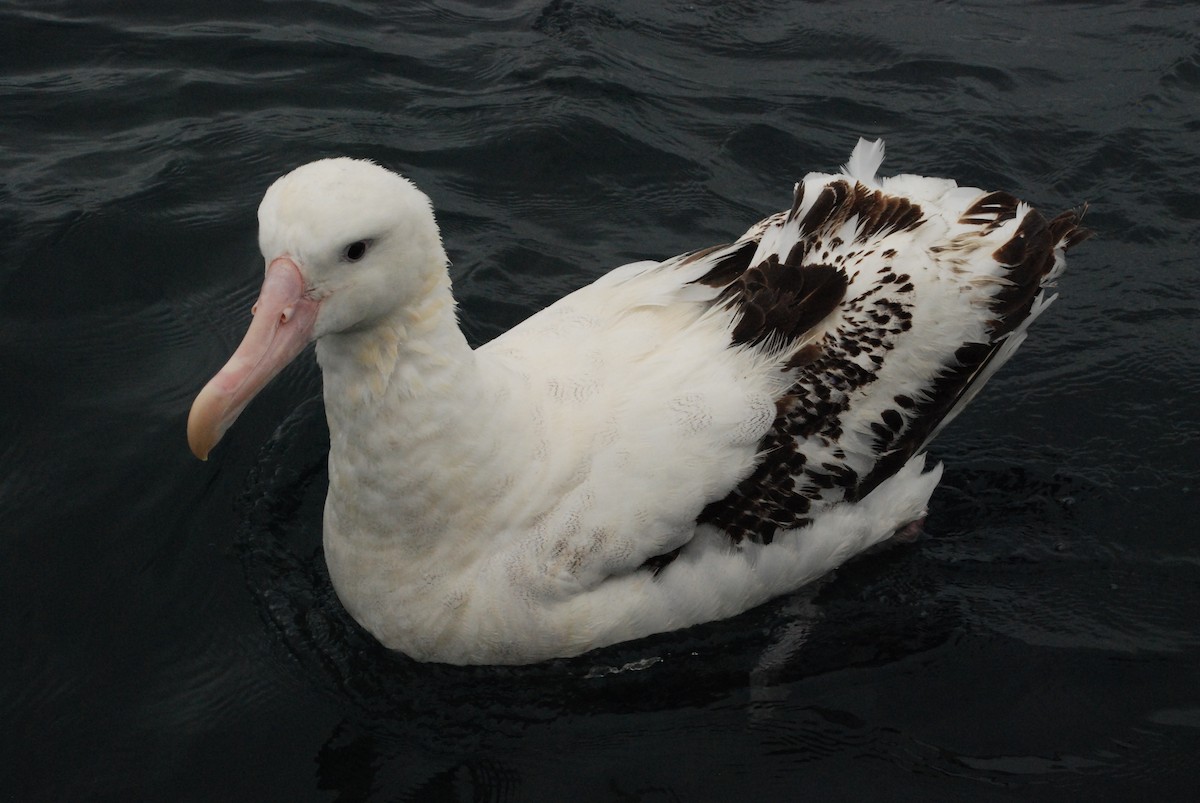 albatros jižní (ssp. gibsoni) - ML618858994