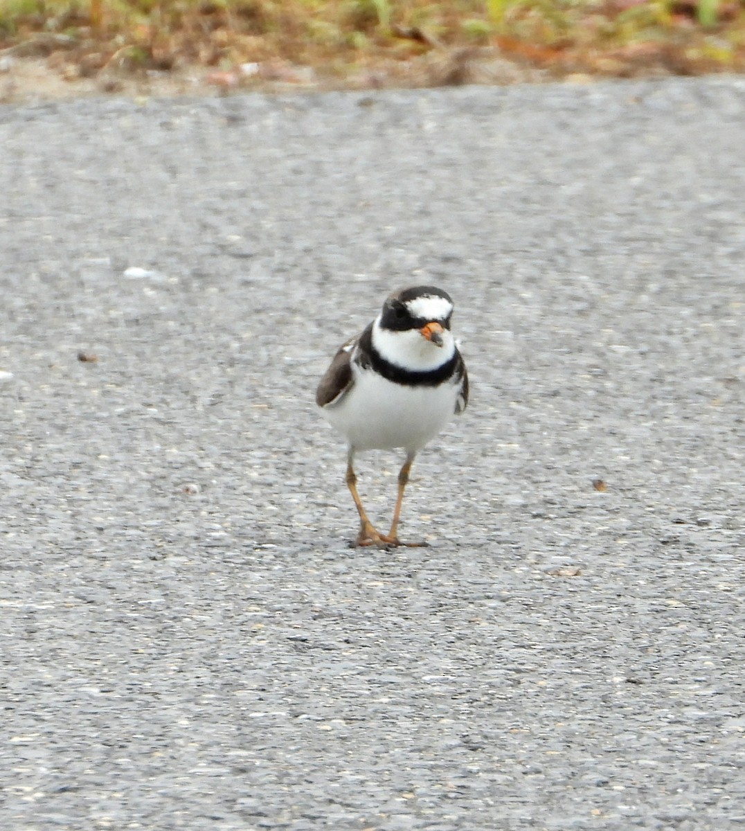 Semipalmated Plover - Jay Huner
