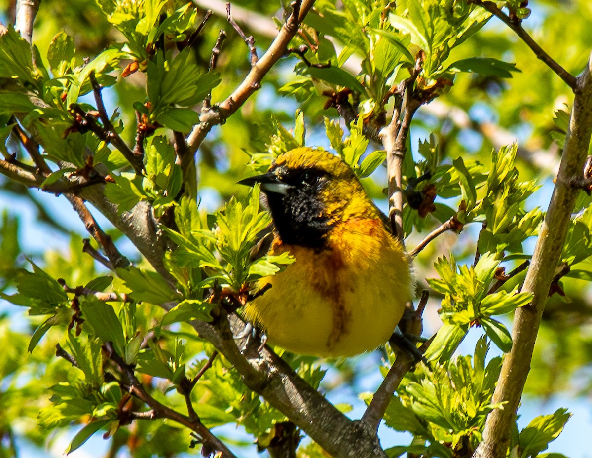 Orchard Oriole - ML618859016