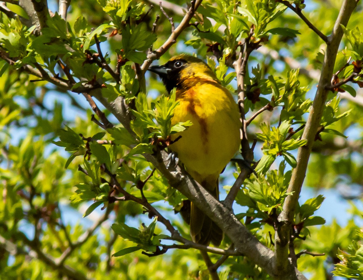 Orchard Oriole - ML618859022
