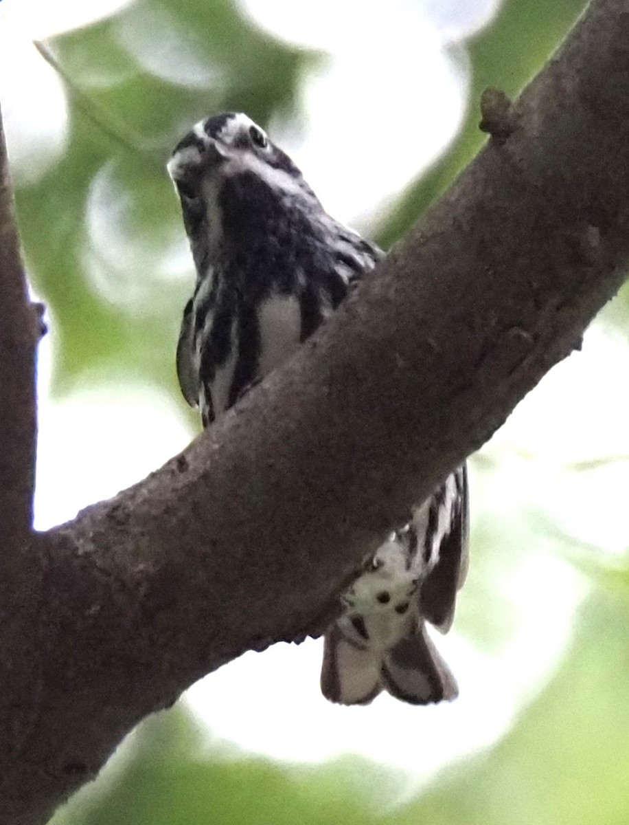 Black-and-white Warbler - Susan Andres