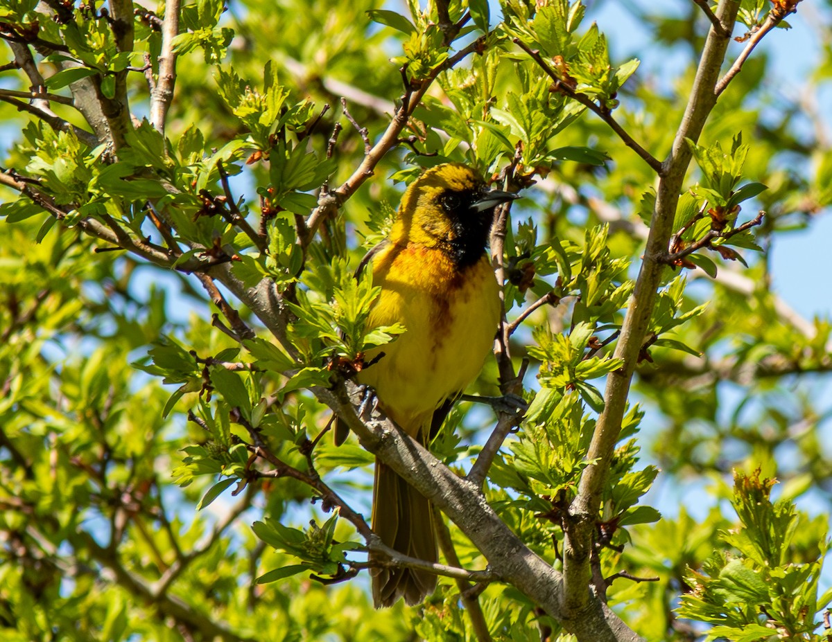 Orchard Oriole - ML618859035