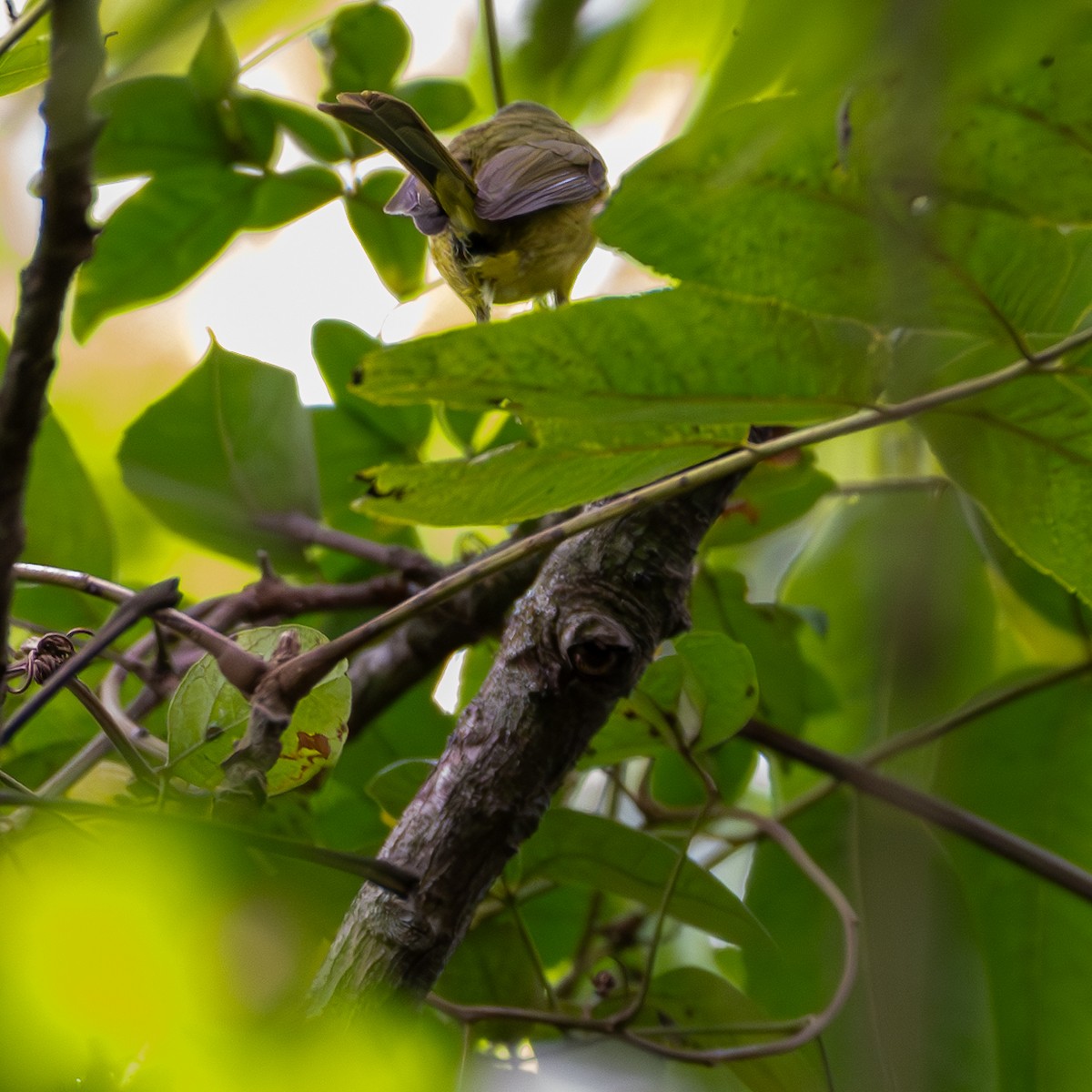 Golden-crowned Warbler - Roberto Meneses