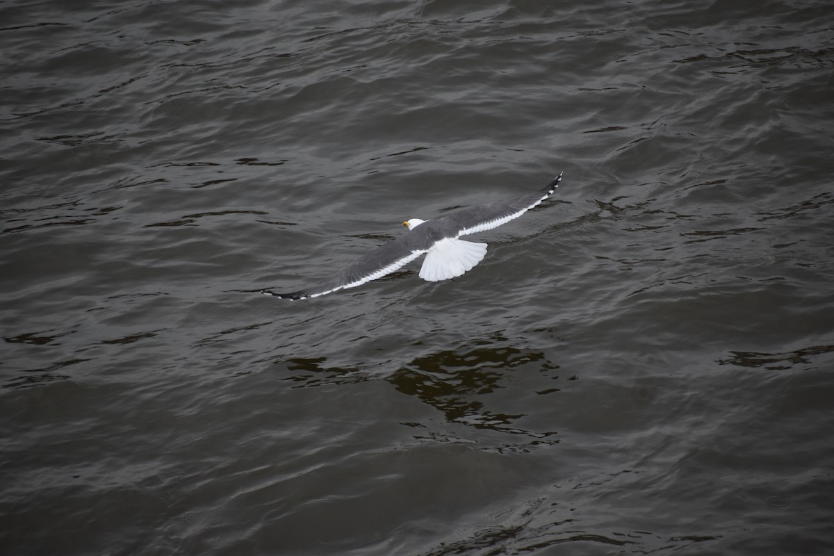 Lesser Black-backed Gull - Gaspar Horvath